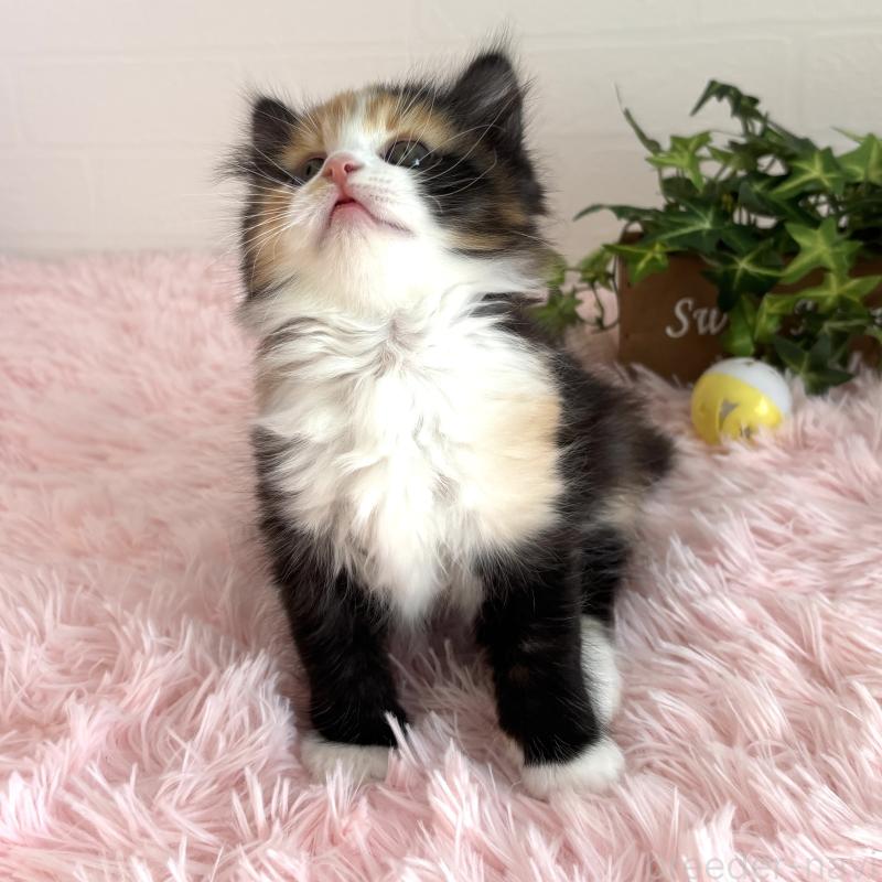 販売中の福島県のマンチカン-138488の4枚目