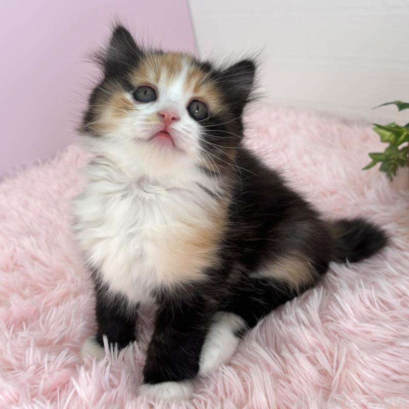 販売中の福島県のマンチカン-138488の3枚目