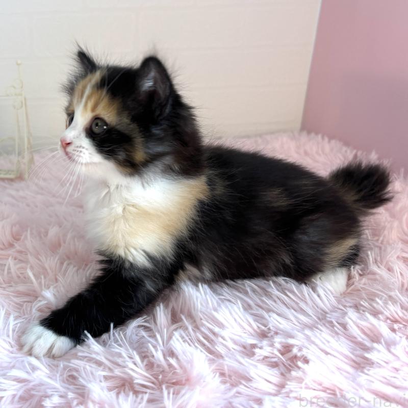 販売中の福島県のマンチカン-138488の2枚目