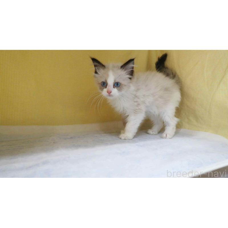 販売中の東京都のラグドール-138490の4枚目