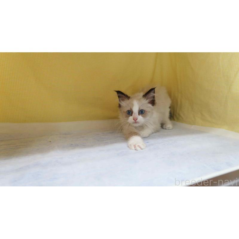 販売中の東京都のラグドール-138490の3枚目