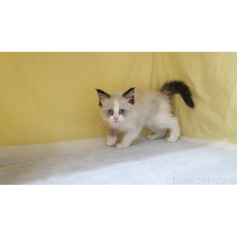 販売中の東京都のラグドール-138490の2枚目