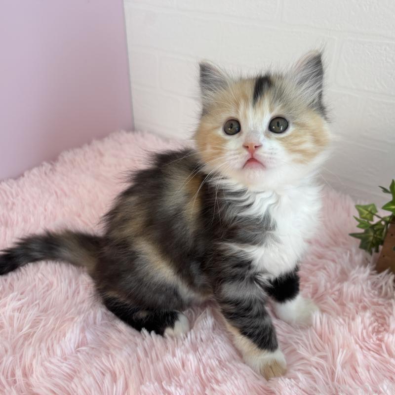 販売中の福島県のマンチカン-138491の15枚目