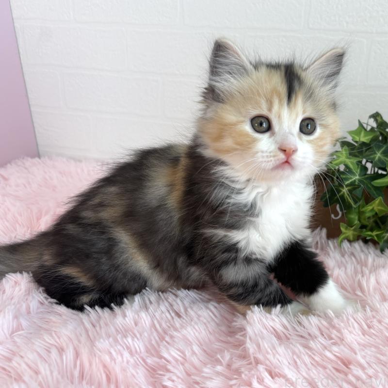 販売中の福島県のマンチカン-138491の13枚目