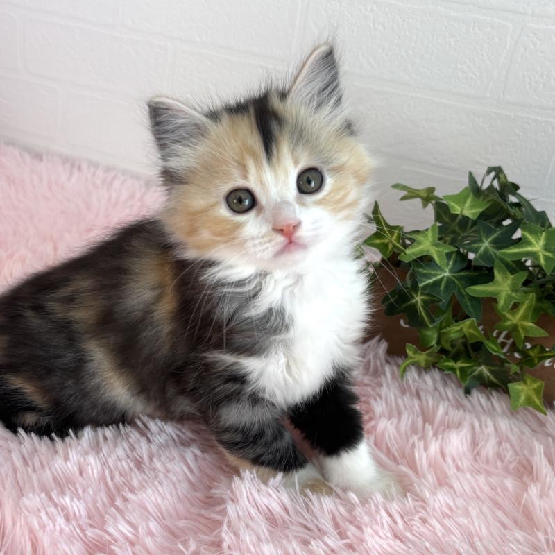 販売中の福島県のマンチカン-138491の12枚目