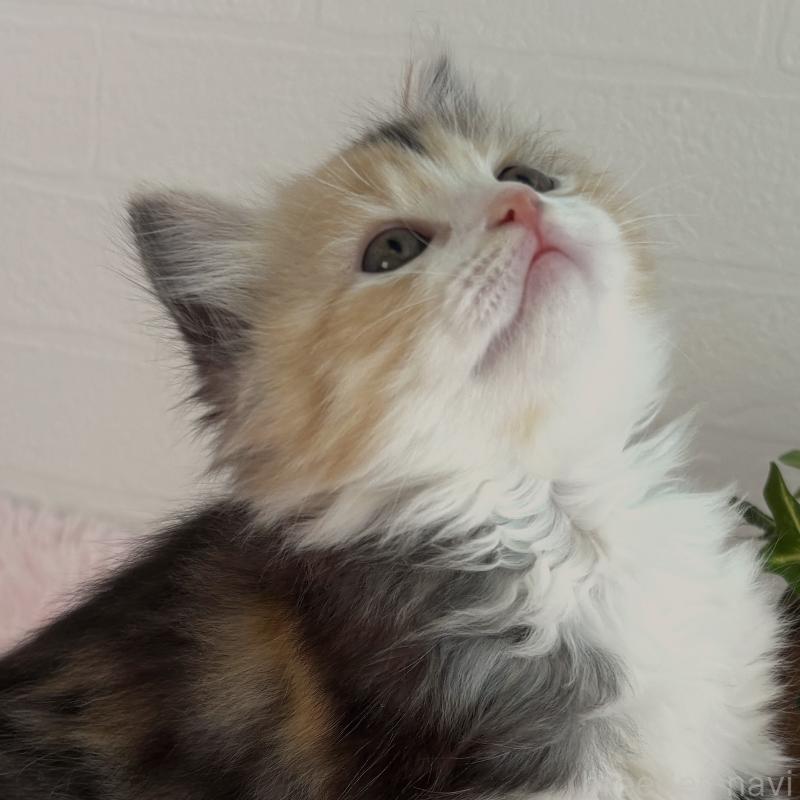 販売中の福島県のマンチカン-138491の11枚目