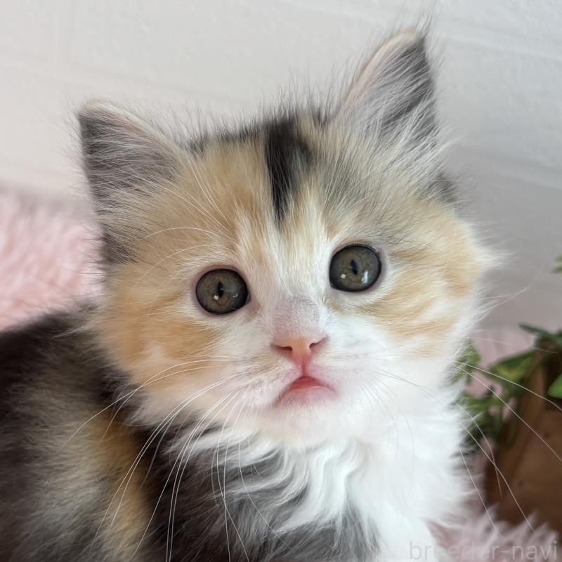 販売中の福島県のマンチカン-138491