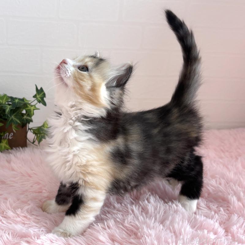 販売中の福島県のマンチカン-138491の9枚目