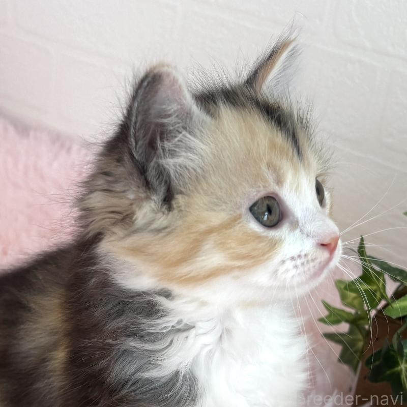 販売中の福島県のマンチカン-138491の7枚目