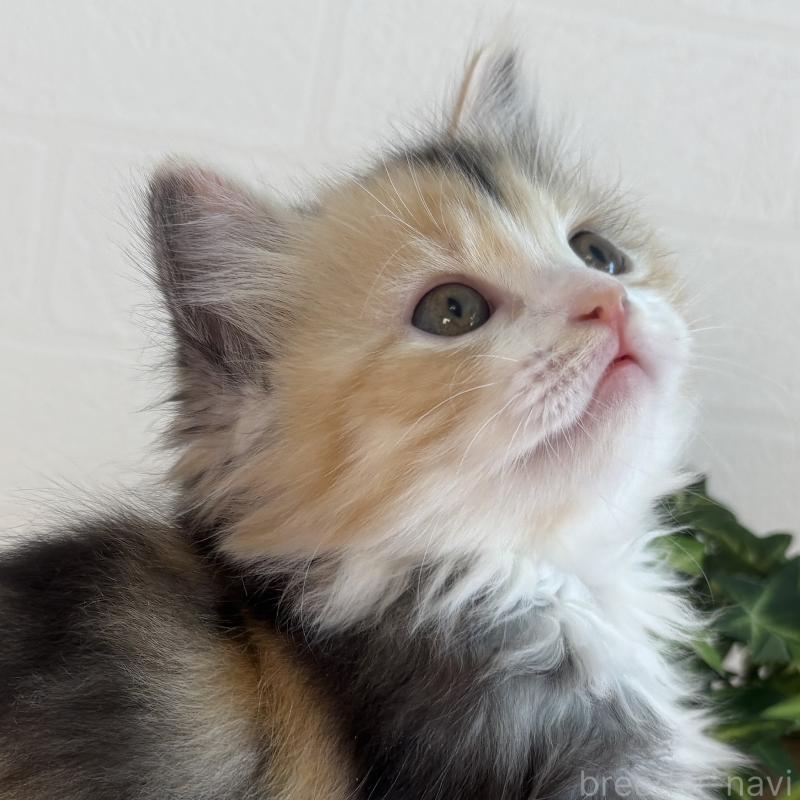 販売中の福島県のマンチカン-138491の6枚目