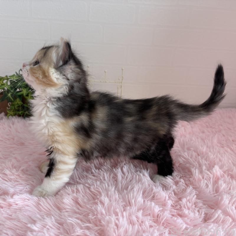 販売中の福島県のマンチカン-138491の5枚目