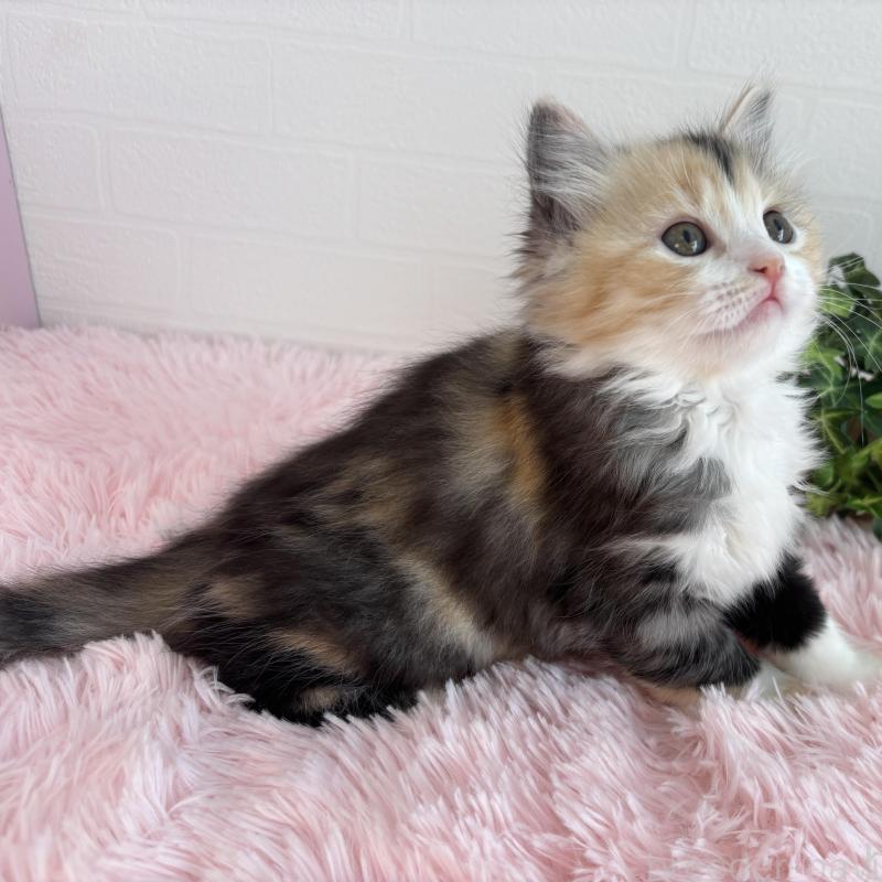 販売中の福島県のマンチカン-138491の4枚目