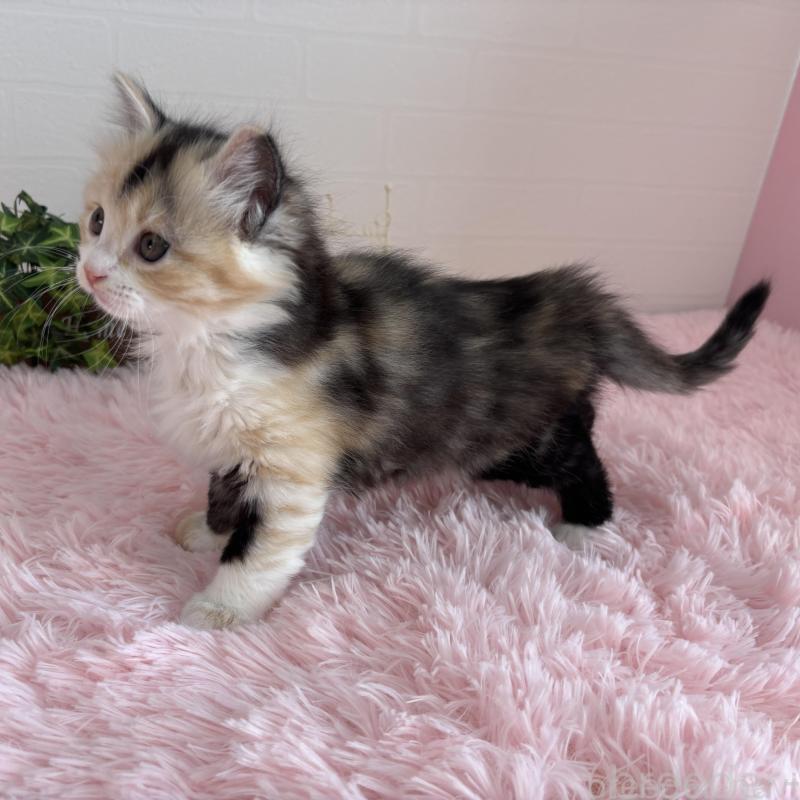 販売中の福島県のマンチカン-138491の2枚目