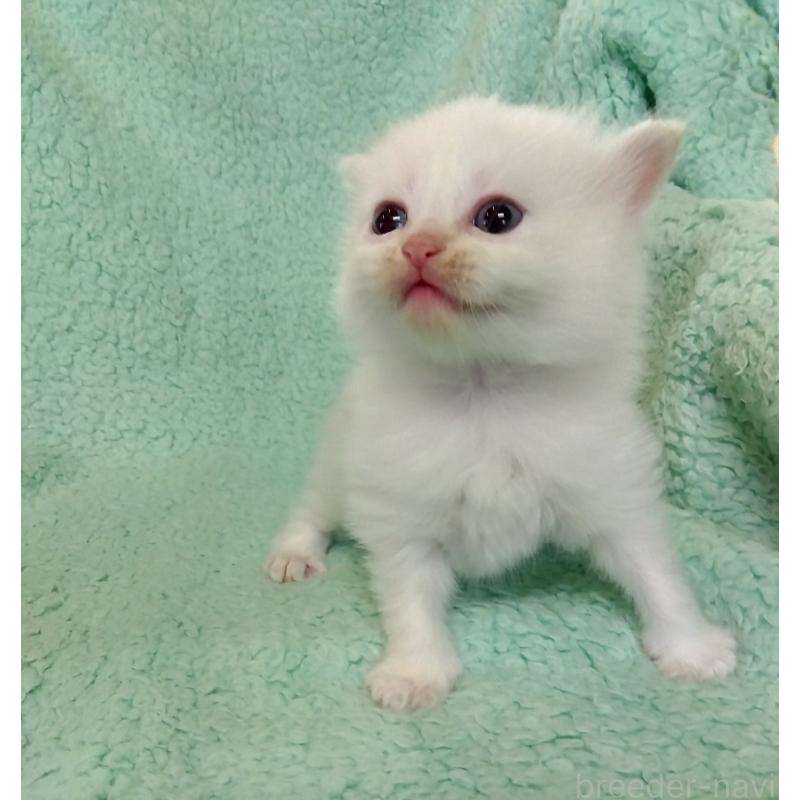 販売中の山形県のサイベリアン-138493の4枚目