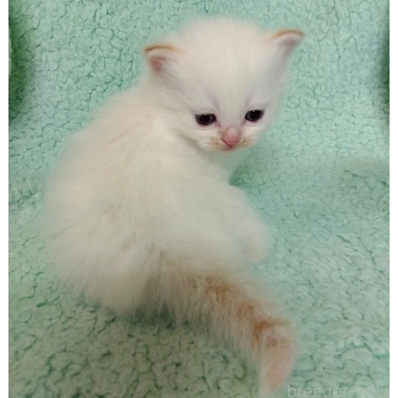 販売中の山形県のサイベリアン-138493の3枚目