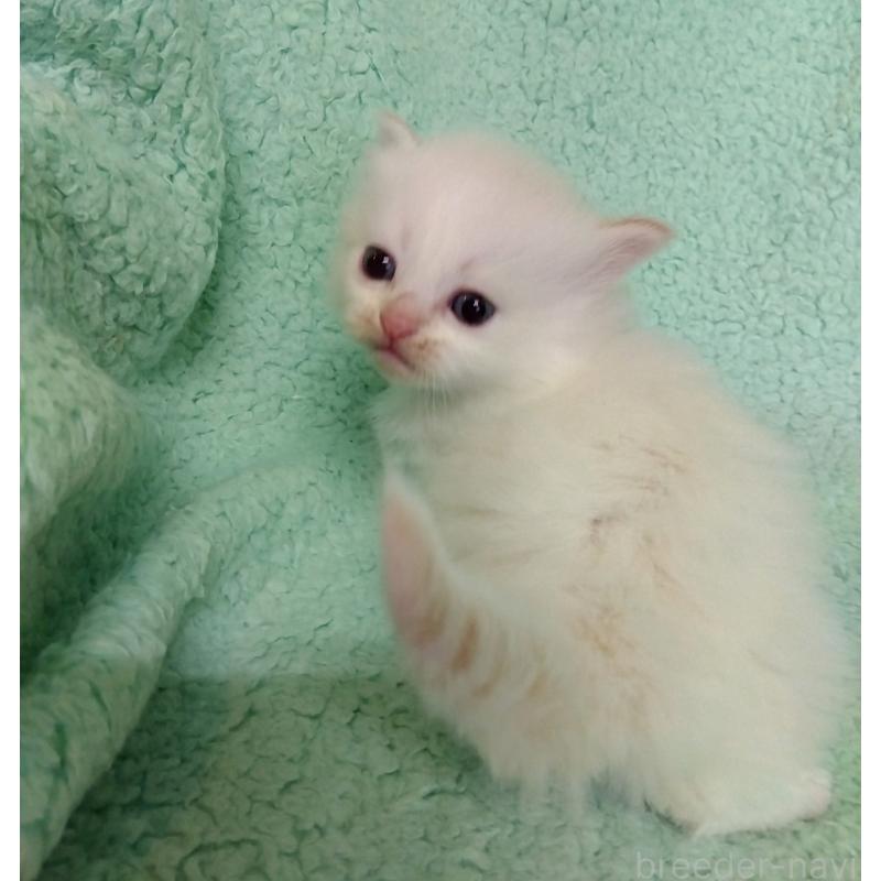 販売中の山形県のサイベリアン-138493の2枚目