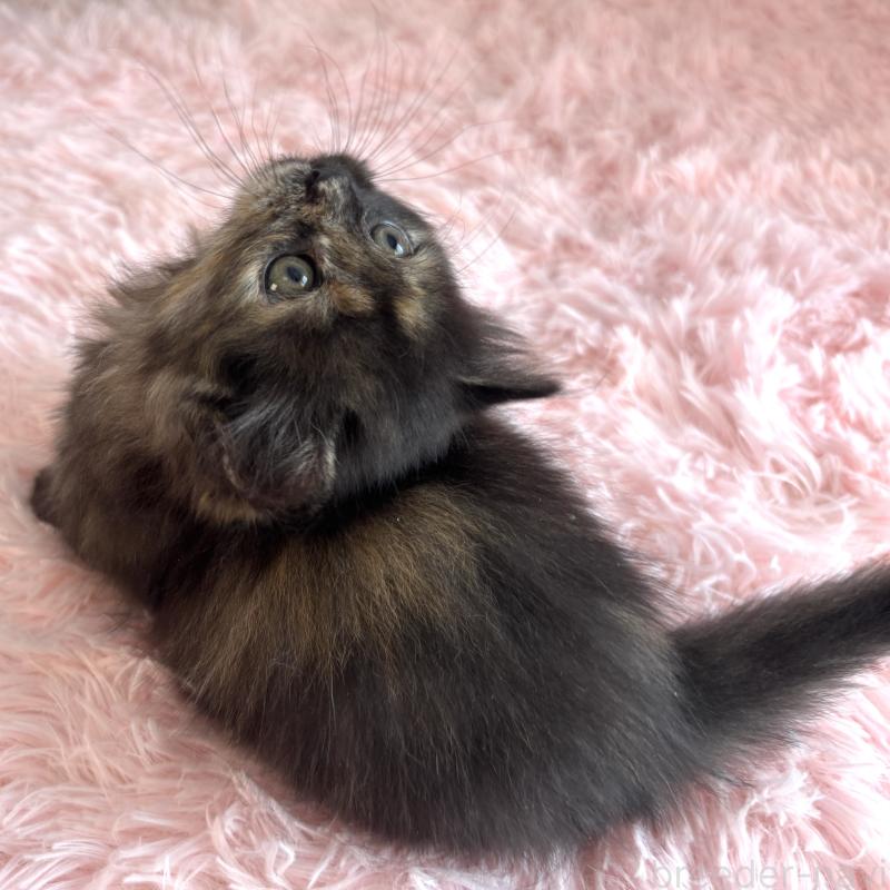 販売中の福島県のマンチカン(短足)-138492の15枚目