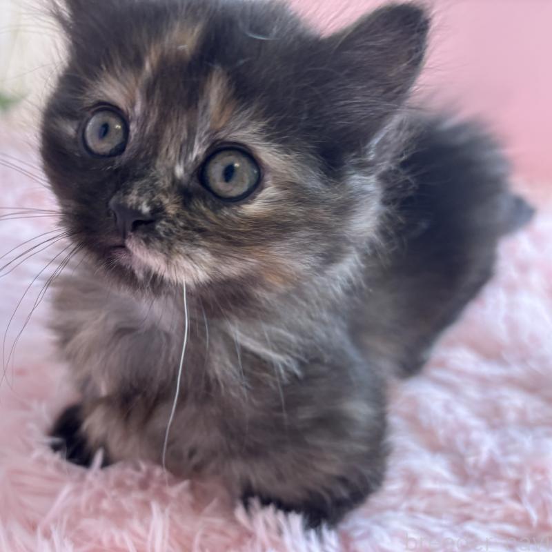 販売中の福島県のマンチカン(短足)-138492の14枚目