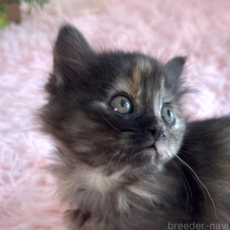 販売中の福島県のマンチカン(短足)-138492の13枚目