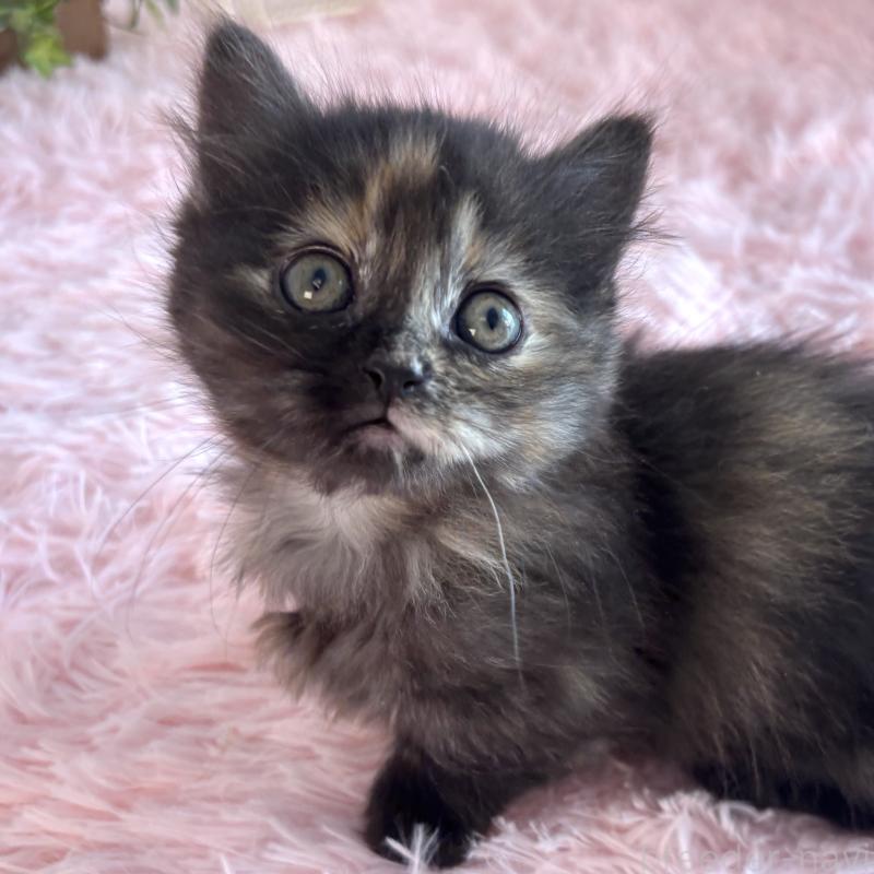 販売中の福島県のマンチカン(短足)-138492の12枚目