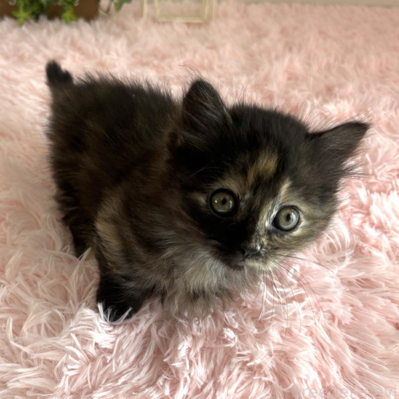 販売中の福島県のマンチカン(短足)-138492の11枚目