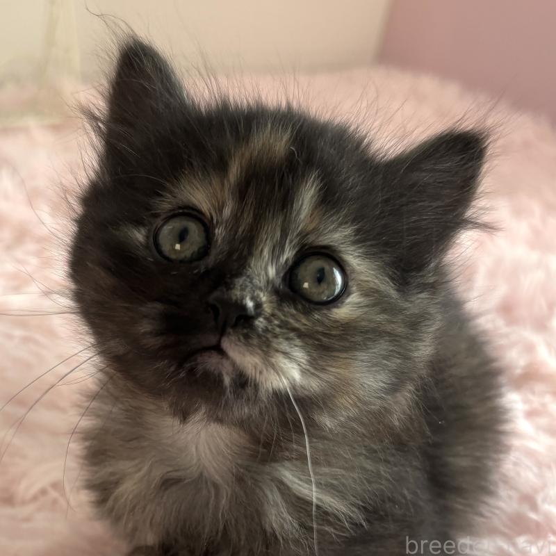 販売中の福島県のマンチカン(短足)-138492