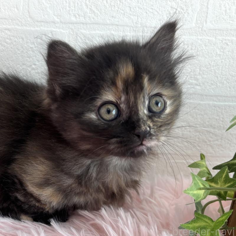 販売中の福島県のマンチカン(短足)-138492の10枚目