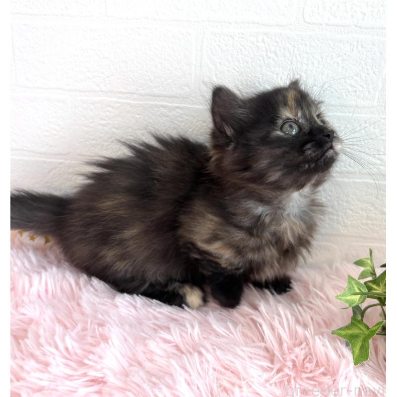 販売中の福島県のマンチカン(短足)-138492の9枚目