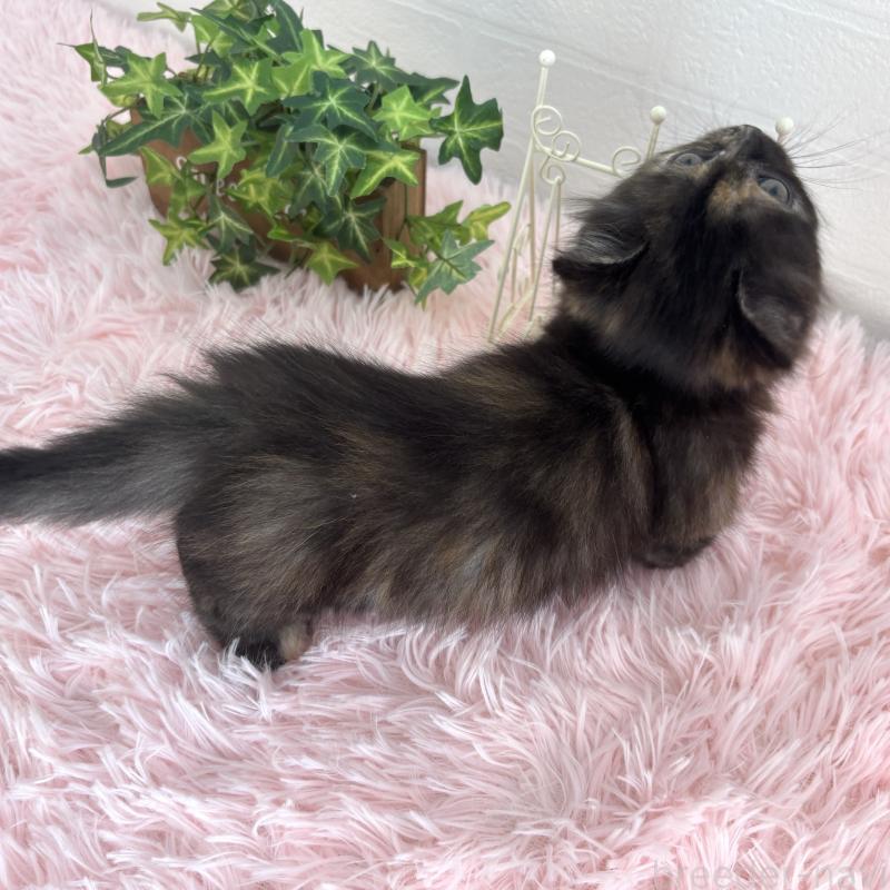 販売中の福島県のマンチカン(短足)-138492の8枚目