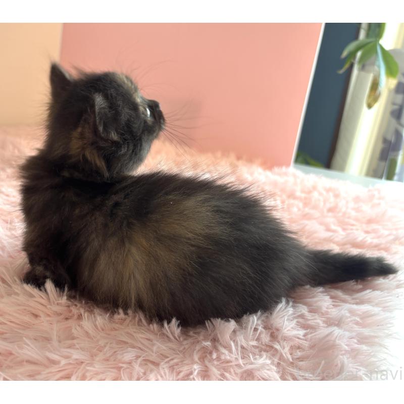 販売中の福島県のマンチカン(短足)-138492の7枚目