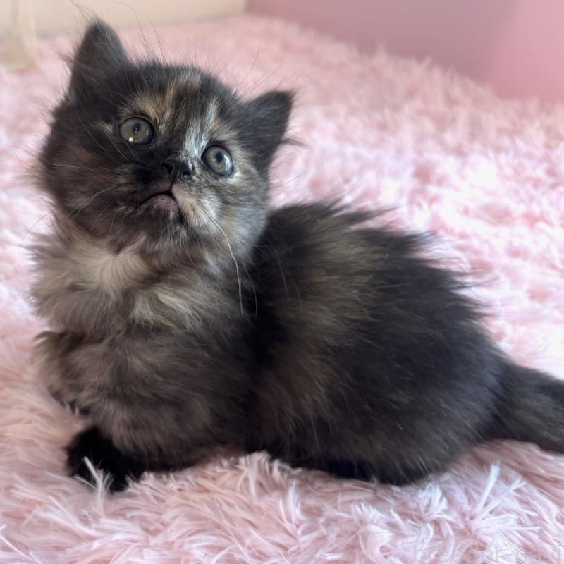 販売中の福島県のマンチカン(短足)-138492の5枚目