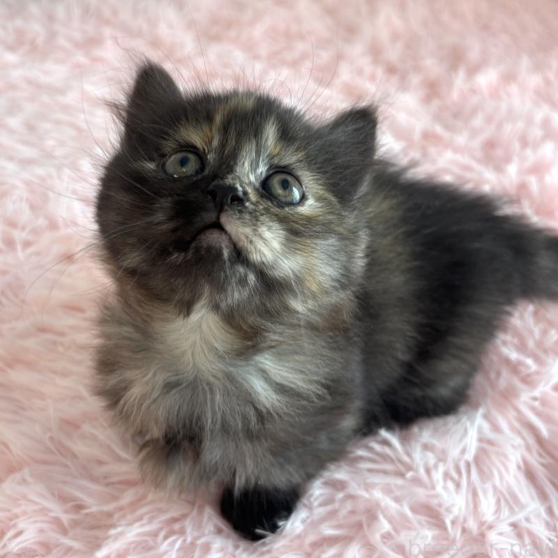 販売中の福島県のマンチカン(短足)-138492の4枚目