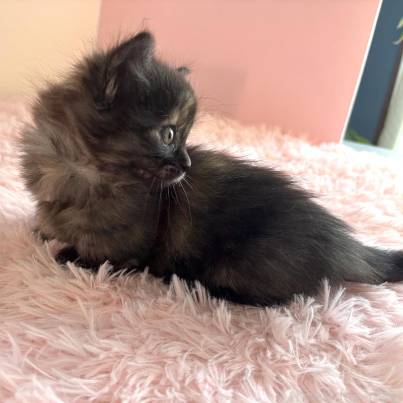 販売中の福島県のマンチカン(短足)-138492の3枚目