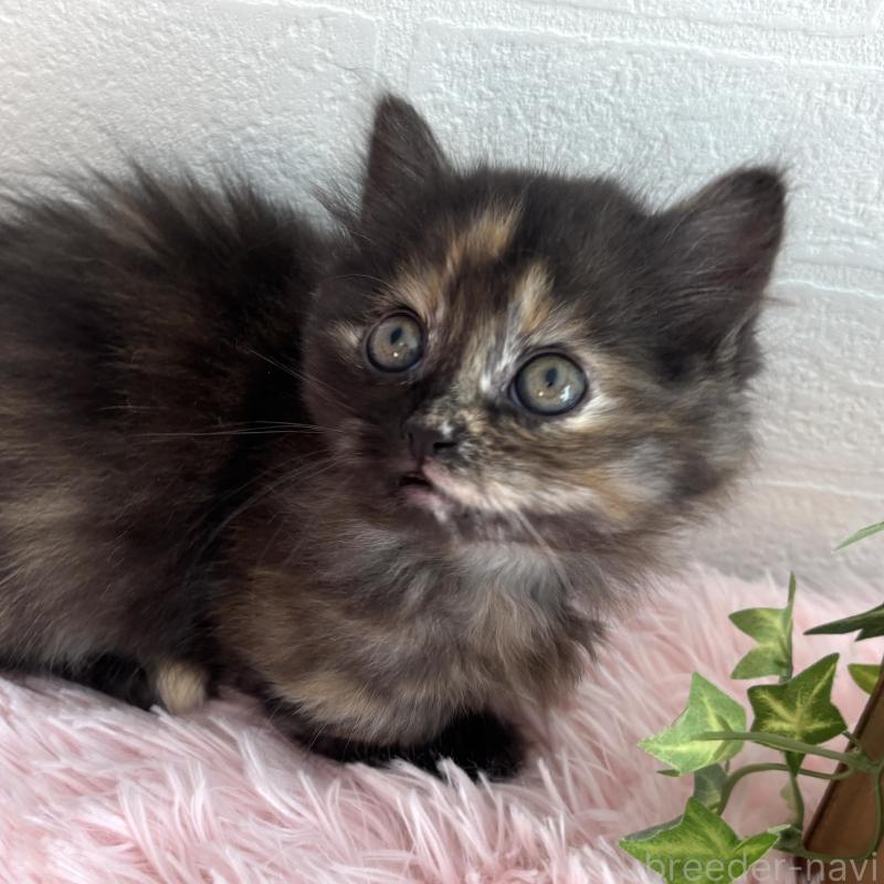 販売中の福島県のマンチカン(短足)-138492の2枚目