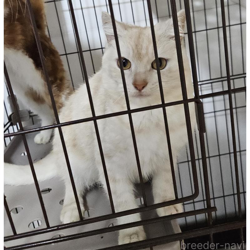 販売中の兵庫県のマンチカン-107693の2枚目