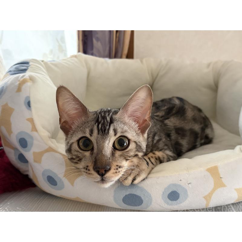 販売中の愛知県のベンガル-136754の3枚目