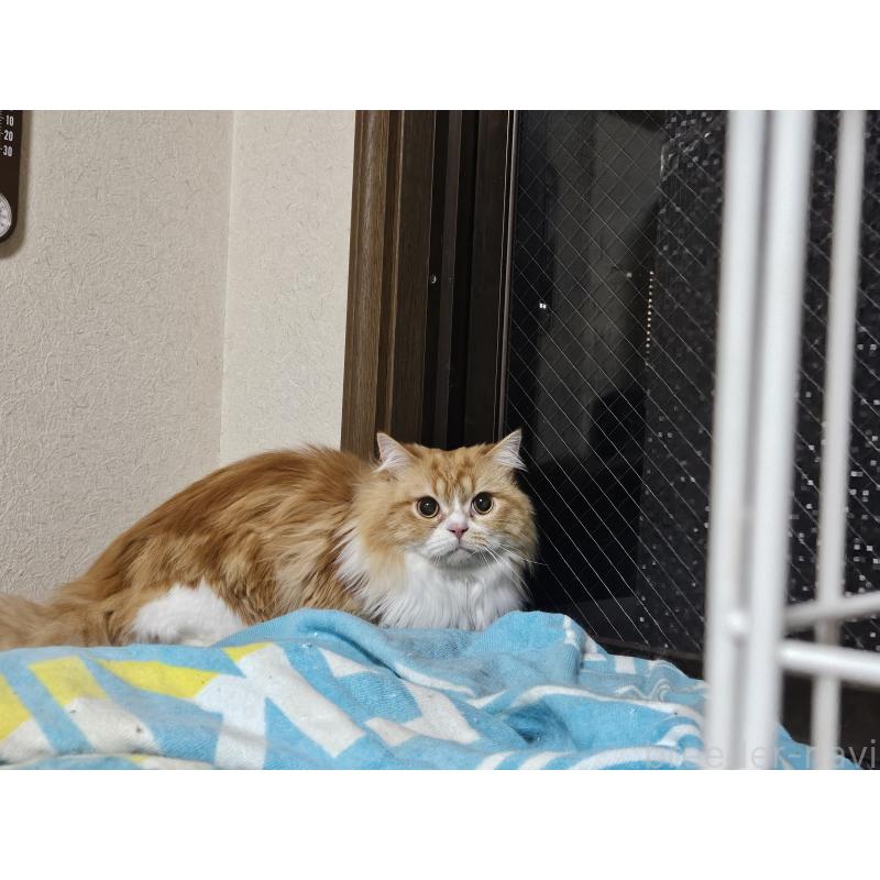 販売中の兵庫県のマンチカン(短足)-106323の2枚目