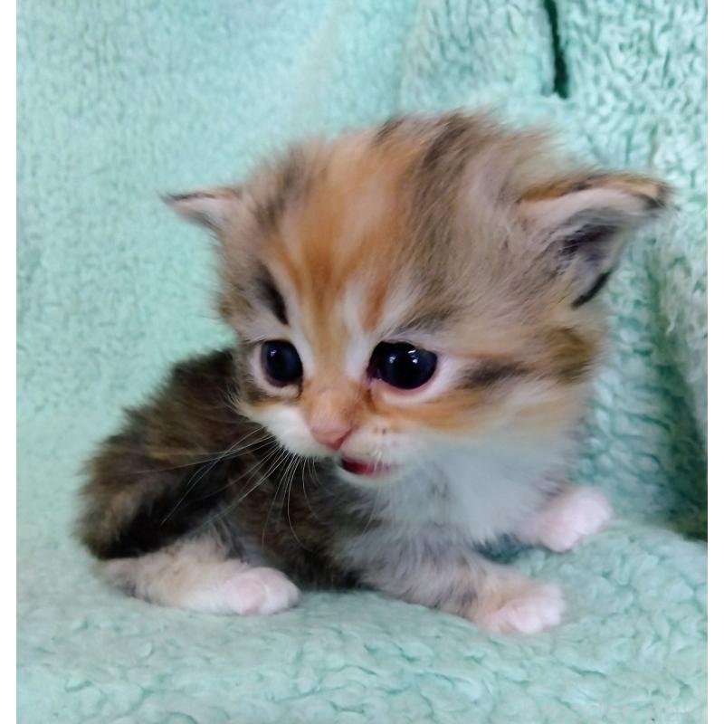 販売中の山形県のサイベリアン-138494の4枚目