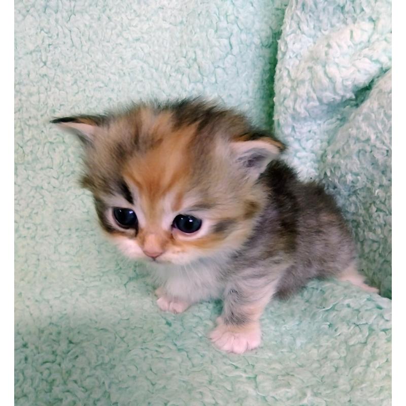 販売中の山形県のサイベリアン-138494の3枚目