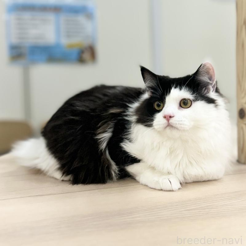 成約済の神奈川県のスコティッシュフォールド-126548