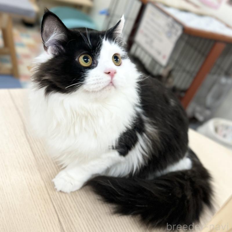 成約済の神奈川県のスコティッシュフォールド-126548の3枚目