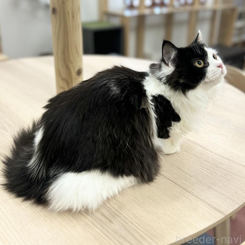 成約済の神奈川県のスコティッシュフォールド-126548の2枚目