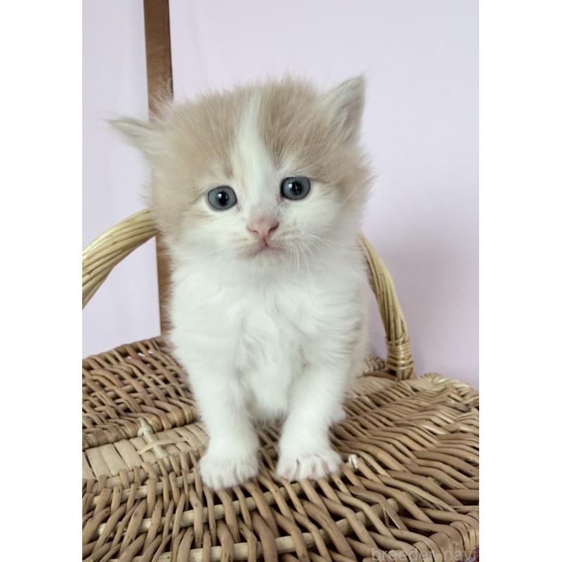 販売中の千葉県のサイベリアン-138495の6枚目