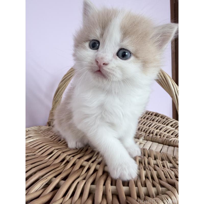 販売中の千葉県のサイベリアン-138495の5枚目