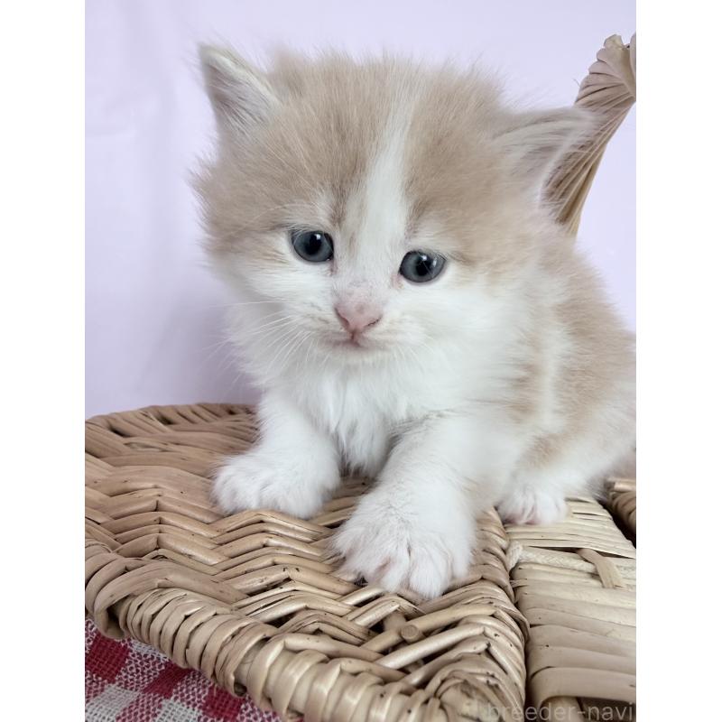 販売中の千葉県のサイベリアン-138495の4枚目