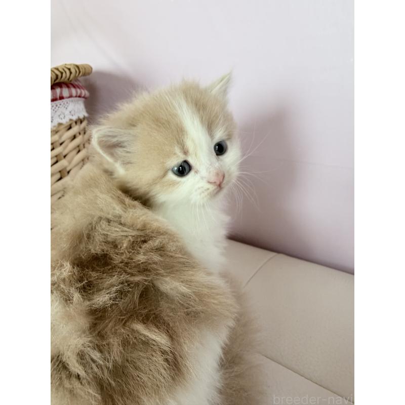 販売中の千葉県のサイベリアン-138495の2枚目