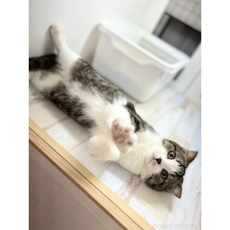 販売中の神奈川県のスコティッシュフォールド(折れ耳)-131685の2枚目