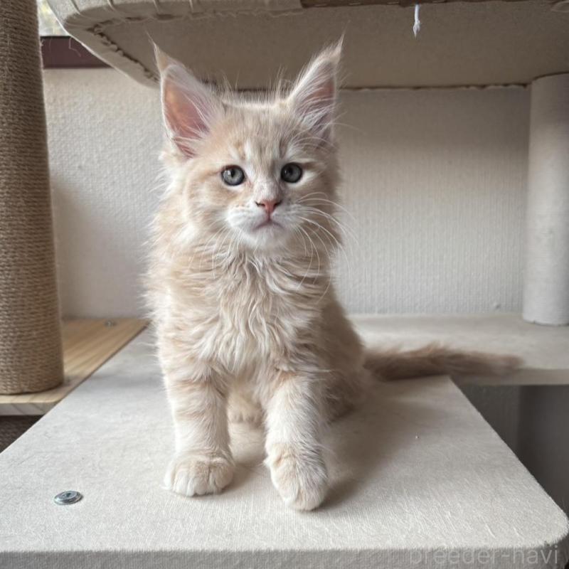 販売中の静岡県のメインクーン-138498の4枚目