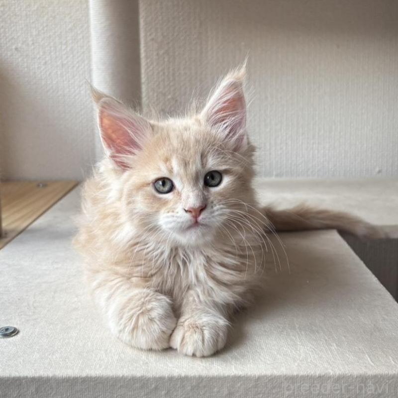 販売中の静岡県のメインクーン-138498の3枚目