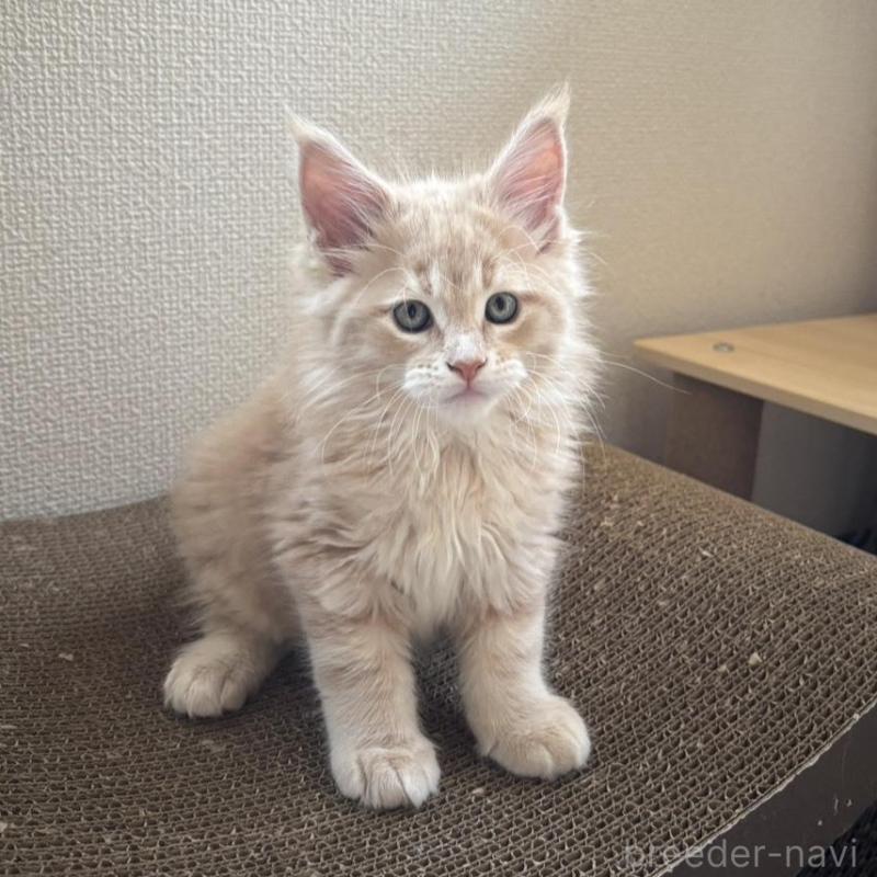 販売中の静岡県のメインクーン-138498の2枚目